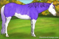 Horse Color:Watercolor Smoky Black Splash Appaloosa Rabicano 