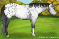 Horse Color:Gray Black Blanket