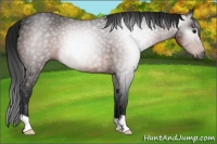 Horse Color:Gray Brown