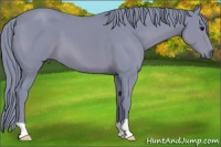 Horse Color:Watercolor Smoky Black