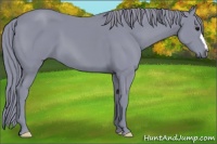 Horse Color:Watercolor Smoky Black 