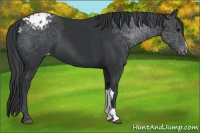 Horse Color:Black Appaloosa