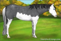 Horse Color:Blue Roan Splash Appaloosa 