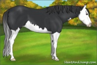 Horse Color:Black Splash Appaloosa 