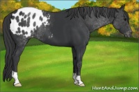 Horse Color:Black Appaloosa 