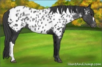 Horse Color:Black Appaloosa Rabicano 