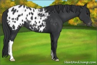 Horse Color:Black Appaloosa