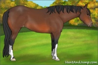 Horse Color:Bay Appaloosa 