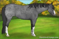 Horse Color:Blue Roan Appaloosa 