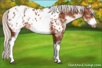 Horse Color:White Spotted Silver Bay Splash Frame Appaloosa 
