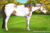 Horse Color:White Spotted Bay Frame Appaloosa 