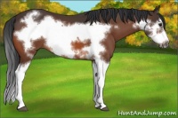 Horse Color:Bay Splash Frame
