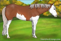 Horse Color:Silver Bay Splash 