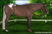 Horse Color:Silver Brown Appaloosa