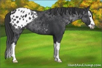Horse Color:Black Splash Appaloosa 