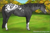 Horse Color:Black Appaloosa 