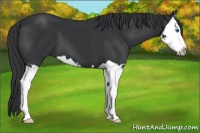 Horse Color:Black Splash 