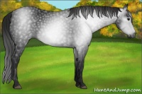 Horse Color:Gray Black 