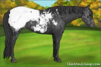 Horse Color:Black Appaloosa 