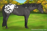 Horse Color:Black Appaloosa 