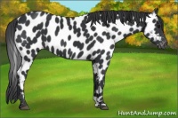 Horse Color:Black Appaloosa