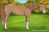 Horse Color:Chestnut Splash 