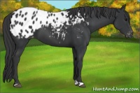 Horse Color:Black Appaloosa 