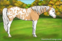Horse Color:Silver Buckskin Roan Splash Appaloosa 