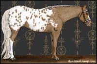 Horse Color:Silver Smoky Black Appaloosa