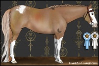 Horse Color:Chestnut Splash Appaloosa 