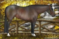 Horse Color:Brown Rabicano 