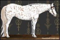 Horse Color:White Spotted Chestnut Leopard 