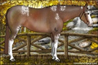 Horse Color:White Spotted Liver Chestnut 