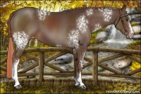 Horse Color:White Spotted Liver Chestnut Appaloosa 