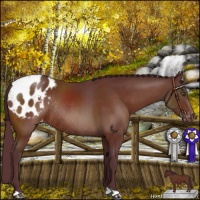 Horse Color:Chocolate Brown Appaloosa Rabicano 