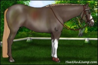 Horse Color:Liver Chestnut