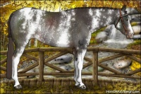 Horse Color:White Spotted Liver Chestnut Blanket Rabicano 