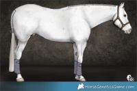 Horse Color:Liver Red Dun Sabino 