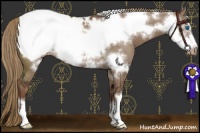 Horse Color:Liver Red Dun Frame Appaloosa