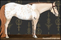 Horse Color:Sable Champagne Pearl Appaloosa 