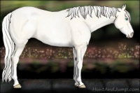Horse Color:White Spotted Gold Cream Champagne Roan Pearl Rabicano 