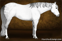 Horse Color:Gray Blue Roan Splash Blanket Rabicano 
