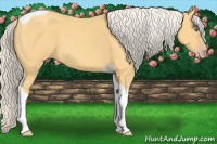 Horse Color:Silver Amber Cream Champagne Roan Tobiano
