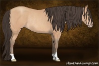 Horse Color:Amber Champagne Rabicano