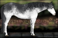 Horse Color:White Spotted Black 