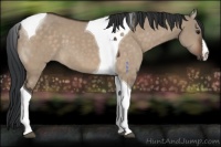 Horse Color:Brown Dun Tobiano 