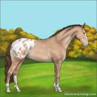 Horse Color:Amber Champagne Sabino Appaloosa 