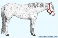 Horse Color:Black Appaloosa  and Black Appaloosa 