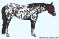 Horse Color:Black Appaloosa  and Black Appaloosa 
