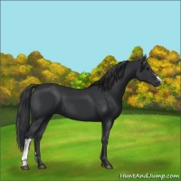 Horse Color:Black 